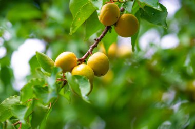 Kayısı ağaçları büyümek ve gelişmek için yeterli güneş ışığına ihtiyaç duyarlar. Olgun kayısılar C vitamini bakımından zengindir, onlara sağlıklı bir atıştırmalık sağlar. Kayısı en iyi ağaçtan taze taze yenir..