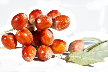 Beyaz arka plan, geleneksel şifalı bitkilerde kullanılan ve aromatik ve tatlı nektarıyla bilinen geleneksel tıbbi özellikleri olan Yaprak Angustifolia meyvesinin güzelliğini vurgular.