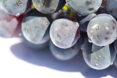 Beyaz arka planda sulu siyah üzümler. Şarap severler ve yemek fotoğrafçılığı için ideal. Susuzluğu ve zevki çağrıştıran taze, parlak bir görüntü..