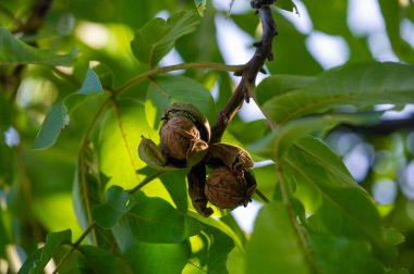 Ceviz, E vitamini ve Omega-3 yağ asitleri için mükemmel bir kaynaktır. Kendi bahçenizde ceviz yetiştirmek ödüllendirici bir çiftçilik deneyimi olabilir. Diyetine ceviz de dahil.
