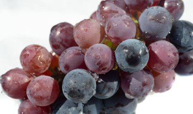 Beyaz zemin üzerinde siyah üzümlerin fotoğrafı sulu ve olgun üzümler şarap üretimi için estetik ve pazarlama amacıyla görsel olarak çekici görüntüler.