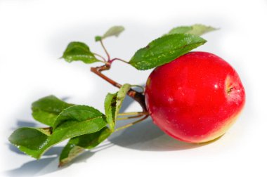 Kandil elma çeşidi, sulu ve yüksek vitamin içeriğiyle tanınır. Bahçede büyümek ve kendi arazinde hasat yapmak için ideal. Meyvelerin büyüyüp olgunlaşmasını izle.