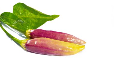 Eşsiz ve aromalı biber çeşitleri. Bahçende mor biber yetiştir. Tabaklarına biraz acı biber ekle..