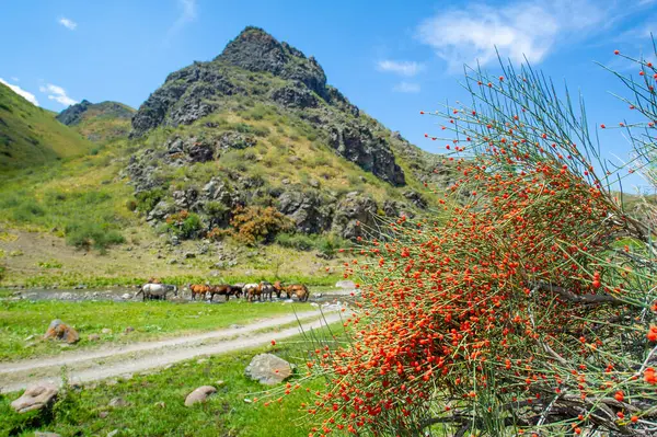 Ephedra distachya Orta Asya ve Doğu Avrupa 'nın yerlisi. Genellikle eklem çamı ya da Kafkas efedrası olarak bilinir. Uyarıcı özellikleri için geleneksel tıpta kullanılır..