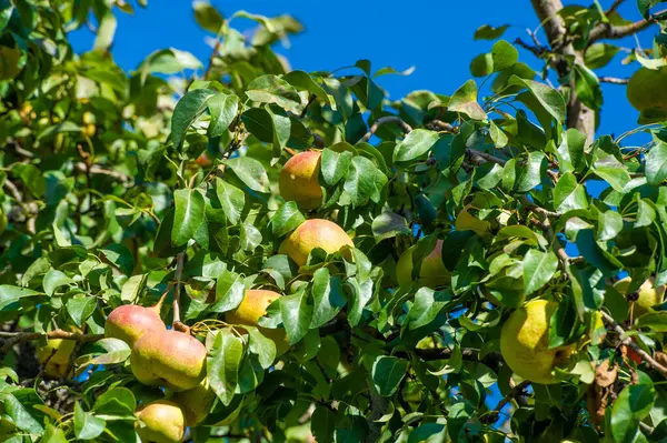 Taze ve sulu çilekler. C vitamini açısından zengin. Salata ve tatlılara atıştırmak ya da eklemek için ideal. Beyaz arka plandaki parlak kırmızı renk görsel olarak çekici..