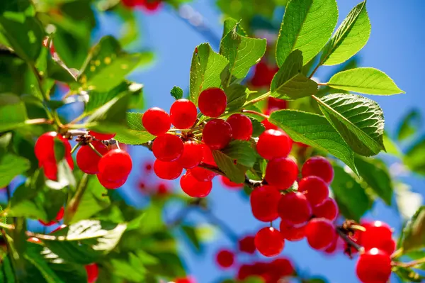 Lezzetli ve besleyici kiraz meyveleri. Sağlıklı bir diyet için vitamin açısından zengin. Sulu ve olgun. Atıştırmak için ideal. Sağlığını önemseyen insanlar için vejetaryen seçeneği.