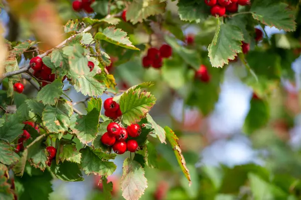 Alıç ağacının parlak kırmızı böğürtlenleri sarı yapraklarla çok güzel tezat oluşturuyor. Sonbahar renklerinin ve doğanın güzelliğinin mükemmel bir tasviri. Yakından çekilen fotoğraf böğürtlenlerin detaylarını yakalıyor.