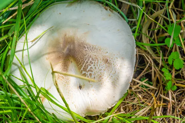 Şampiyon mantarları toprakta yetişir. Karakteristik başlık şekilleri onları kolayca tanınabilir kılıyor. Vahşi yaşam ekosistemlerinin önemli bir parçasıdırlar. Hayvanlar için yiyecek sağlıyorlar..