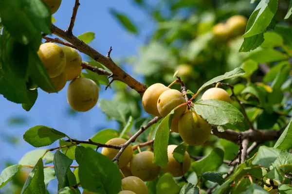 Kayısı vitamin açısından zengin sulu meyvelerdir. Çiftliklerde yetişir ve en yoğun mevsimde hasat edilir. Kayısı yemek sağlığa iyi gelir ve temel besinleri sağlar..