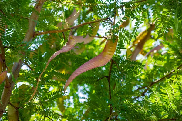 Doğa temalı tasarımlar için akasya ağaçları ve kozaların görüntüleri. Doğal bir görüntü için akasya yapraklı yeşil arkaplan. Botanik bir dokunuş eklemek için fasulye ve akasya dallarının resimlerini kullanın.