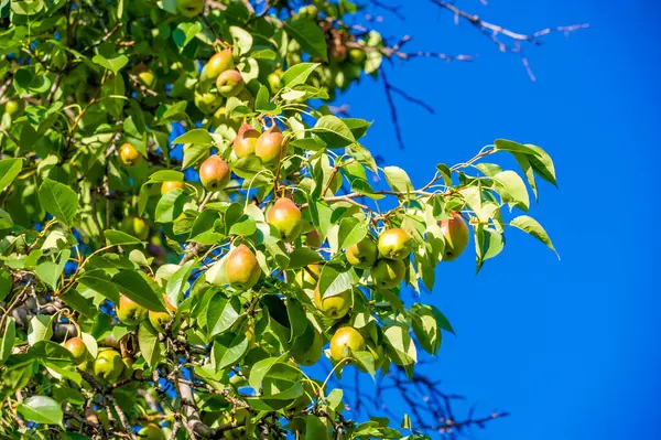 Fotoğraflarınızdaki olgun armutların tazeliğini ve parlaklığını yakalayın. Bu vitamin zengini meyvenin sağlık yararlarını keşfedin. Kırsal çiftlik tablosu biçiminden esinlenilmiş resimler oluştur