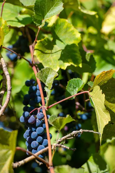 Şarap yapma sanatını şaraptan cama tecrübe edin. Kendini çiftçilik ve hasat dünyasına ver. Meyveden şaraba giden üzümleri keşfedin..