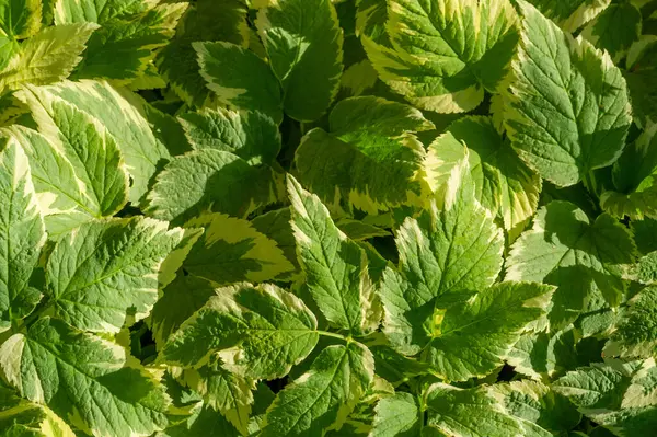 Bu bitki genel olarak piskopos ya da peynir otu olarak bilinir. Beyaz ve yeşil benekli farklı yaprakları vardır. Saldırganca yayılabilen hızlı büyüyen bir arazi örtüsü..