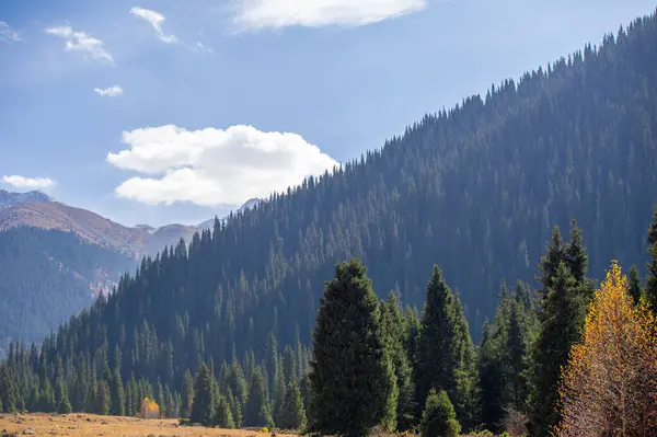 Tien Shan dağlarındaki sonbaharın güzelliğinin tadını çıkar. Yeşillik ve çam ağaçlarıyla çevrili rahatlatıcı bir yürüyüş yap. Dağları süsleyen renkli çiçeklere hayranlık duyun..