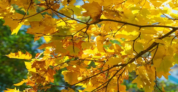 Ağaçların dallarında sonbahar yaprakları. Sonbahar yılın en zor zamanıdır. Bütün yapraklar dökülür ve toprağa aşık olur gibi düşerler..