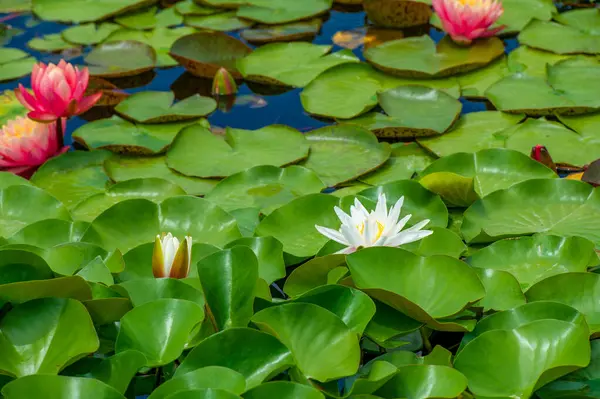 Lotus. Nelumbo. Nymphaeaceae. Nilüfer çiçeği. Huzur denizinin ortasında, zarif nilüferler çiçek açar, huzur ve güzellik arayan ruhlara romantik bir sığınak sunar. Büyülü Su Romantizmi Çiçek Açtı