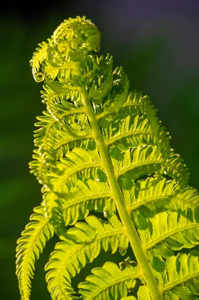 Çeşitli Uygulamalar için Fern-Temalı Tasarım Elementleri eğreltiotu desenleri ile botanik ve doğal bir görünüm oluşturur. Grafik tasarım veya dekorasyonda kullanılacak izole yapraklar.