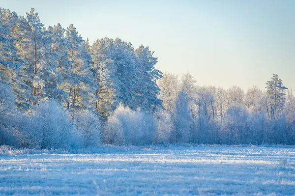 Sonsuz maceralarla dolu karlı bir alanı keşfet. Bırak parlak mavi gökyüzü sana heyecan verici bir deneyimde rehberlik etsin. Doğanın kar tanelerinin büyüleyici kucaklamasını tecrübe et..