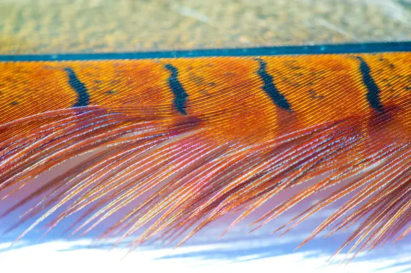 Canlı renklerde sülün tüylerinin karmaşık desenleri. Doğa Ana 'nın tasarımlarının ustalığına bir övgü. Doğanın yarattığı çarpıcı ve güzel bir gösteri..