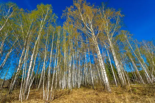 Bu kavram ilkbaharın başlarında bir huş ağacından esinlenilmiştir. Şu anda doğanın güzelliği ve yenilenmesi gösteriliyor. Çiçek açan yapraklar, çiçek açan yapraklar ve taze yeşillik gibi unsurları içerir.