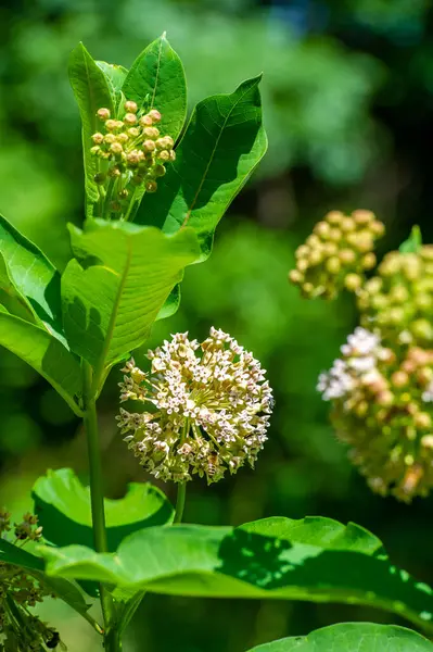 Asclepias syriaca, yaygın spurge, kelebek çiçeği, ipek böceği, doğanın nazik dokunuşuyla yakalanan dingin güzellik. Beyaz çiçekler. Doğa Fotoğrafçılığı. Huzurlu Manzaralar.
