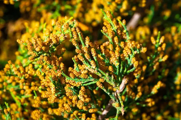 Ardıç, aromatik yaban mersinleri ile tanınır ve cin üretiminde kullanılır. Bazı ardıç türleri genellikle peyzaj tasarımında süs bitkisi olarak kullanılır..