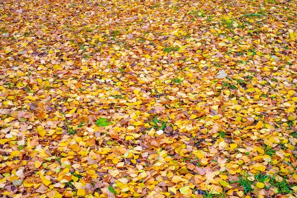 Yılın en güzel zamanı huş ağacının renkli sonbahar yaprakları, yaprakları kalp şeklinde ve beyaz kabuklu yaprak döken yapraklar..