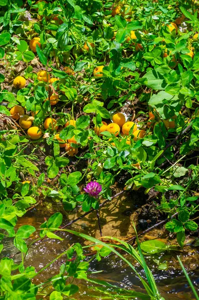 Olgunlaşmış kayısılardan oluşan parlak sarı renkli bir halı bereketli ve çürüyen meyvenin görsel bir temsili yaşam döngüsünü ve doğadaki bozulmayı simgeler.