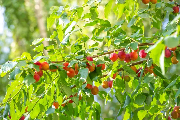 Fotoğraf, ağaçta olgunlaşan kırmızı eriklerle kaplı bir dalın yakın çekimini gösteriyor. Parlak yeşil yapraklar, ılık ışıkta yıkanan sulu meyveler için bir zemin oluşturur.