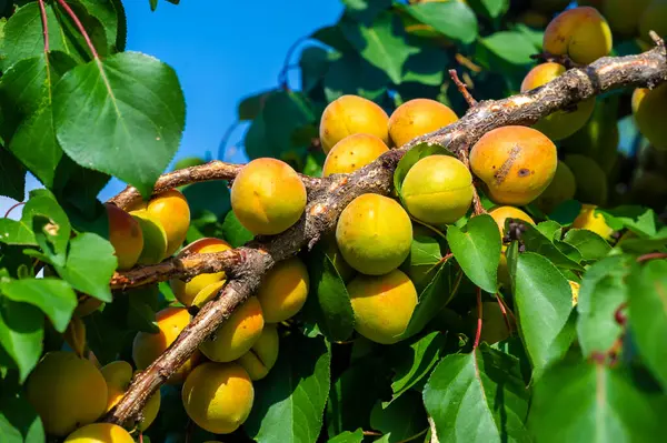 Bahçende bol güneş ışığı olan kendi kayısılarını yetiştir. Sulu ve vitamin zengini kayısılar toplayın. Kendi meyvenizi yetiştirmenin ve hasat etmenin zevkini çıkarın..