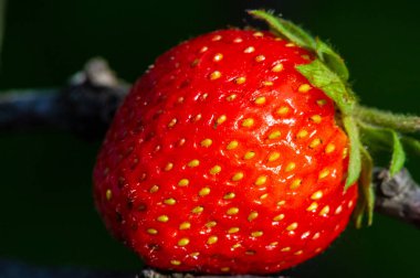 Lezzetli çilek tadı. C vitamini açısından zengin, sulu ve ferahlatıcı. Parlak ve eğlenceli bir atıştırmalık için ideal.