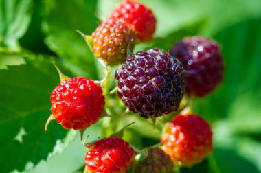 İlave sağlık hizmetleri için siyah ahududu, cumberland ve böğürtlen içeriyor. Genel sağlığı desteklemek için vitamin ve antioksidan açısından zengin. Mor renk yüksek antosiyanin seviyesini gösteriyor.