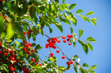 Kiraz, vitamin bakımından zengin sulu ve olgun bir meyvedir. Sağlıklı bir yaşam tarzı için vejetaryen atıştırmalığı seçeneği. Diyetinizdeki kirazların sağlık yararlarının tadını çıkarın.