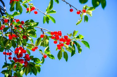 Lezzetli ve besleyici kiraz meyveleri. Sağlıklı bir diyet için vitamin açısından zengin. Sulu ve olgun. Atıştırmak için ideal. Sağlığını önemseyen insanlar için vejetaryen seçeneği.