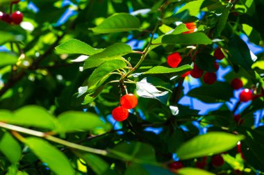 Sağlıklı bir diyet için gerekli vitaminleri içerir. Sulu ve olgun kirazlar atıştırmak için idealdir. Vejetaryen diyeti için ideal. Genel sağlık ve refahı teşvik eder..