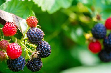 Siyah ahududu ve böğürtlen vitamin ve antioksidan açısından zengindir. Sulu ve olgun. Bu meyveler lezzetli bir atıştırmalık ya da bir yemeğe ilave olur. Vejetaryenler için harika.