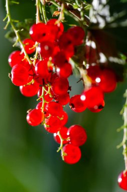 Geçmişi bulanık, çarpıcı fotoğraflar. Frenk üzümlerinin güzelliğini yakından yakala. Sığ alan derinliğinde sanatsal resimler oluştur.