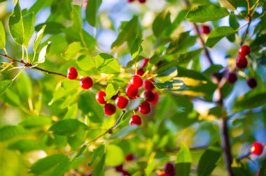 Kiraz, vitamin açısından zengin sulu ve olgun bir meyvedir. Sadece lezzetli değil, aynı zamanda besleyici bir vejetaryen atıştırmalığı. İlave sağlık yardımları için diyetinize vişne de ekleyin.