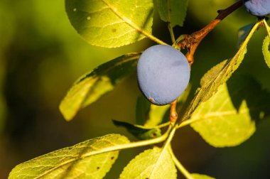 Günlük vitaminlerinizi sulu eriklerle birlikte alın. Bahçende olgun ve lezzetli erikler yetiştir. Erik ağaçları herhangi bir bahçe koleksiyonu için harika bir ilavedir..