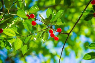 Kiraz, vitamin açısından zengin sulu ve olgun bir meyvedir. Sadece lezzetli değil, aynı zamanda besleyici bir vejetaryen atıştırmalığı. İlave sağlık yardımları için diyetinize vişne de ekleyin.