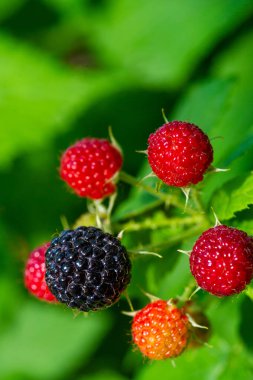 Siyah ahududu ve böğürtlen vitamin açısından zengindir. Sulu ve olgun meyveler atıştırmak ya da pişirmek için idealdir. Diyetlerine daha fazla meyve eklemek isteyen vejetaryenler için harika bir seçenek..