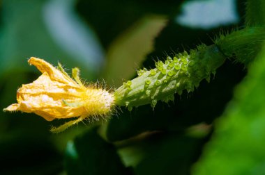 Evde salatalık yetiştir. Salatalar için eşsiz ve taze bir malzeme. Mükemmel bir vitamin ve antioksidan kaynağı. Yemeklere çıtır çıtır bir doku ve ferahlatıcı bir tat veriyor..