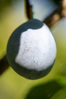 Erik. Sulu ve vitamin zengini meyve. Bahçe meraklıları evde erik yetiştirebilirler. Olgun erikler lezzetli ve besleyicidir..