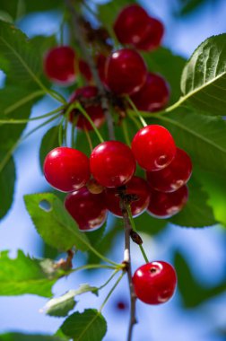 Genel sağlık için gerekli vitaminleri içerir. Olgun, sulu kirazlardan yapılmış. Vejetaryen diyeti için mükemmel bir seçenek. Sağlıklı bir yaşam tarzını teşvik eder..