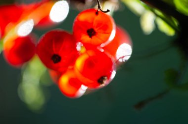 Sığ alan derinliğiyle çarpıcı fotoğraflar oluştur. Kırmızı üzümlerin canlı renklerini ve detaylarını muhafaza edin. Kırmızı üzümlerin güzelliğini vurgulamak için farklı kompozisyonlar deneyi.