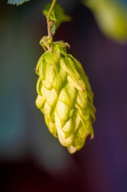 Bira yapmak için zıpla ve gerekli yağları kullan. Tariflerinizdeki fenolik ve tatlandırıcı tatları araştırın. Çiçek bükümlü eşsiz hamur işleri ve hamur işleri yap. Bahçıvanlık deneyimini geliştir.