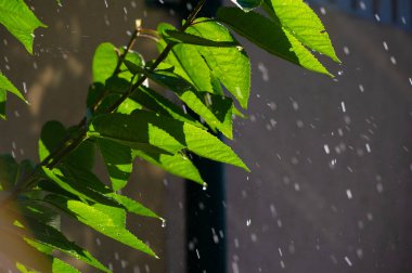 Yaz mevsiminin canlı renklerini ve bereketli manzaralarını tecrübe edin. Yeşil yapraklarda parlayan yağmur damlalarının güzelliğini yakalayın. Yaz mevsimi boyunca kendinizi doğanın ferahlatıcı hissine bırakın.