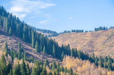 Sonbahar dağları. Doğanın büyüleyici güzelliğinden sonuna kadar. Orman resmedilmeye değer bir başyapıt haline gelir. Sonbahar renkleri çarpıcı bir görsel deneyim yaratır..