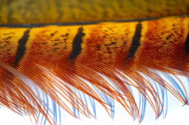 Canlı renkleri ve dalgalı kıvrımları olan zarif tüylü bir sülün rüyaların uçtuğu ve mucizelerin seni sardığı bir dünyaya nakledildi hayal gücüne serbest bir dizginleme ver ve büyünün kanatlarında süzül.