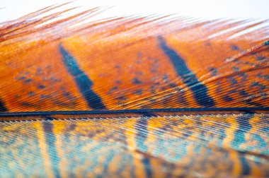 Sülün tüyü, canlı renklerin kaleydoskopunu temsil eden tüyler. Büyüleyici ve büyüleyici karmaşık desenler. Doğanın yaratılışındaki çarpıcı güzelliğe bir övgü..